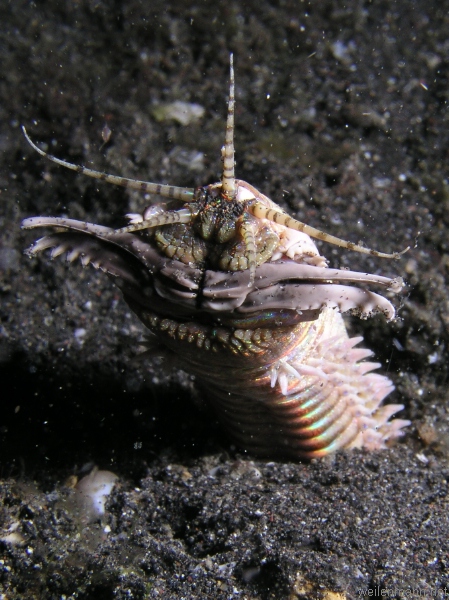 Bobbit Worm